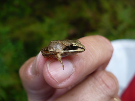 Spring Peeper