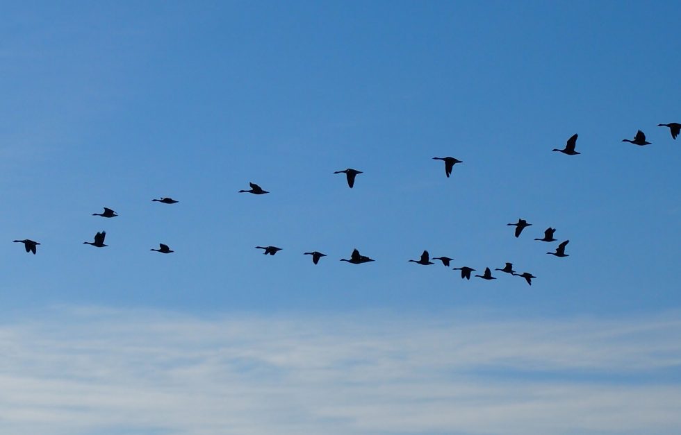 2017-10-06_migrating-geese_P4040562