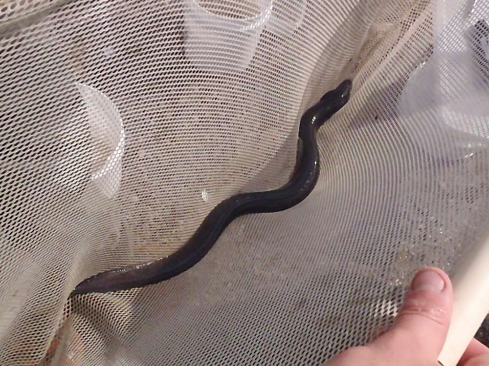 American Eel: 63