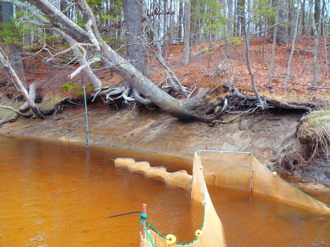 Fyke net used for monitoring in streams and rivers