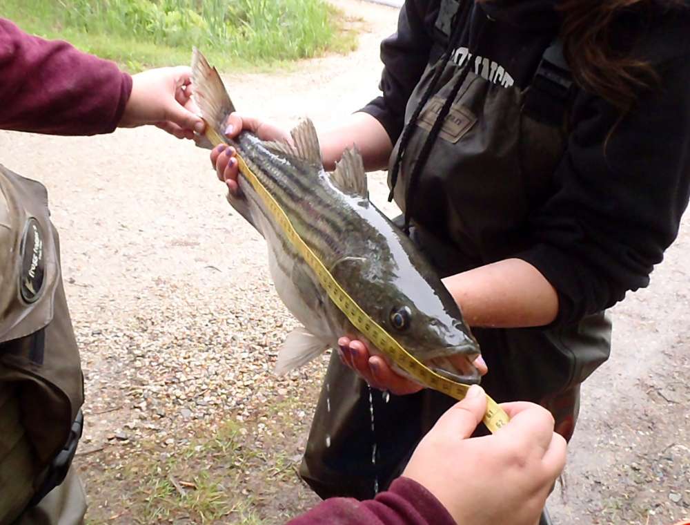 Striped Bass: 4