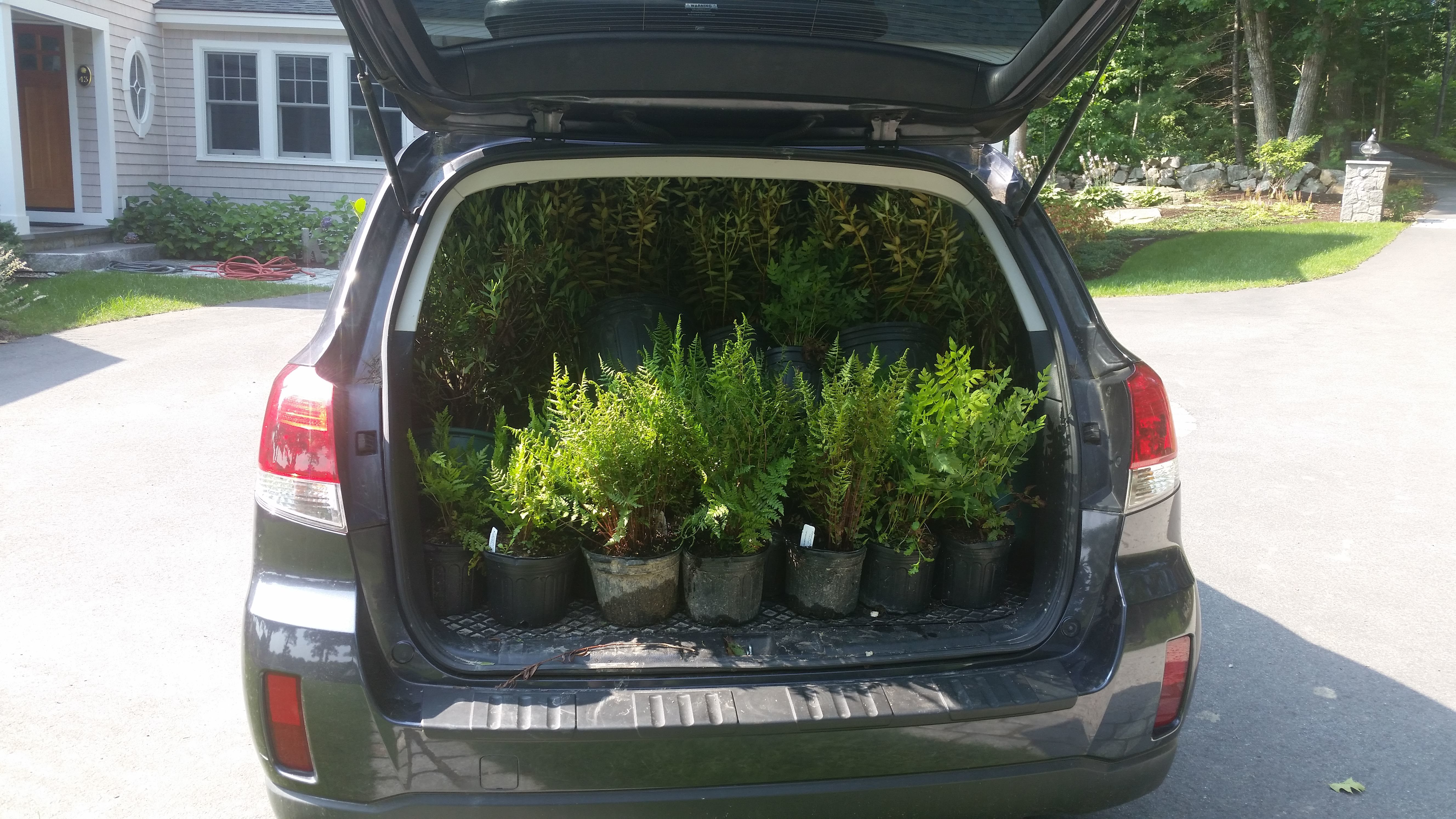 55 plants later . . . 