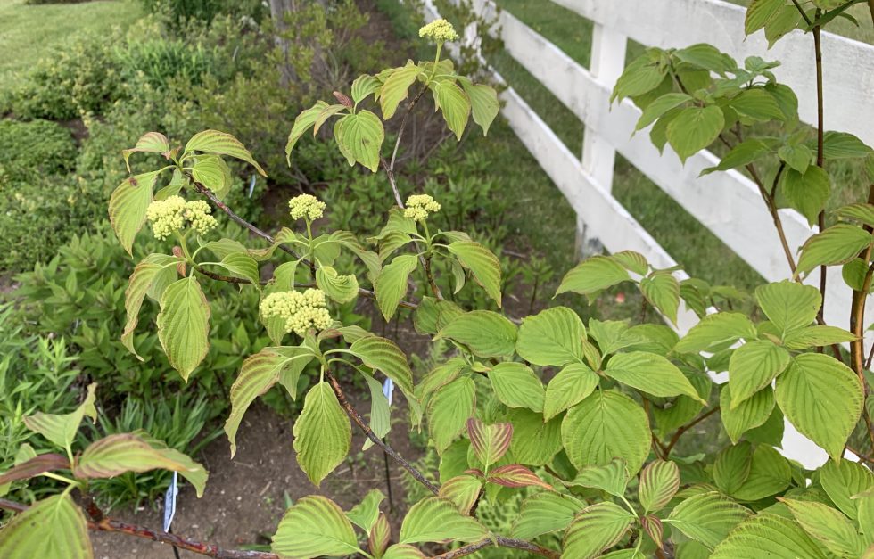 Pagoda Dogwood