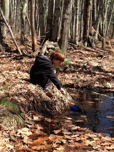 Stream critter search