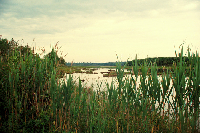 phragmites
