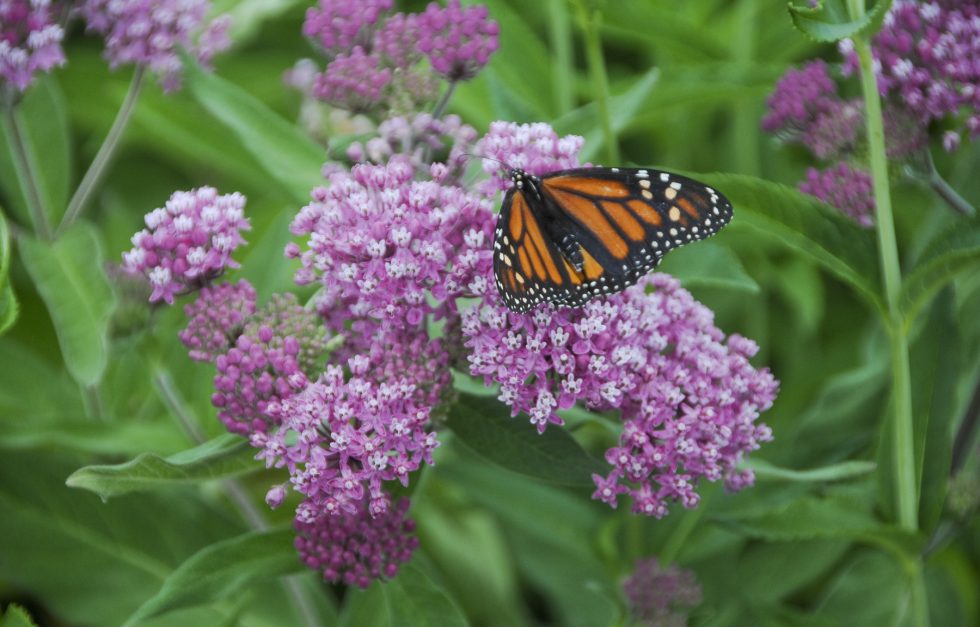 PNE Asclepias incarnata Monarch 19 07 17 4249s