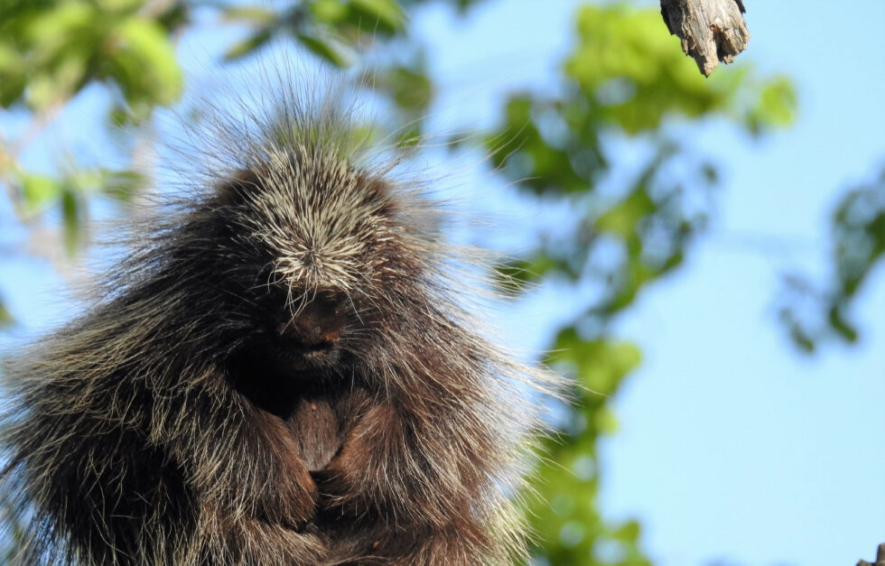 Porcupine at Laudholm
