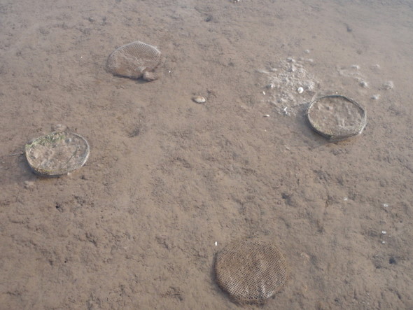 Clam Pots