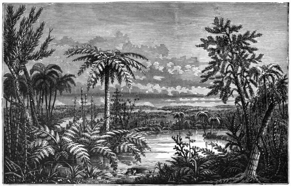 Public Domain Carboniferous Pteridophyta