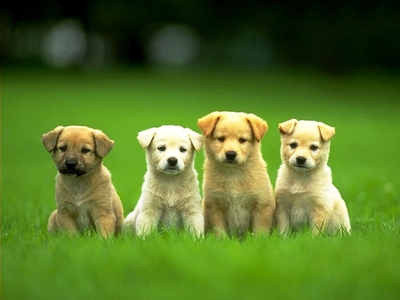 vicious beasts
