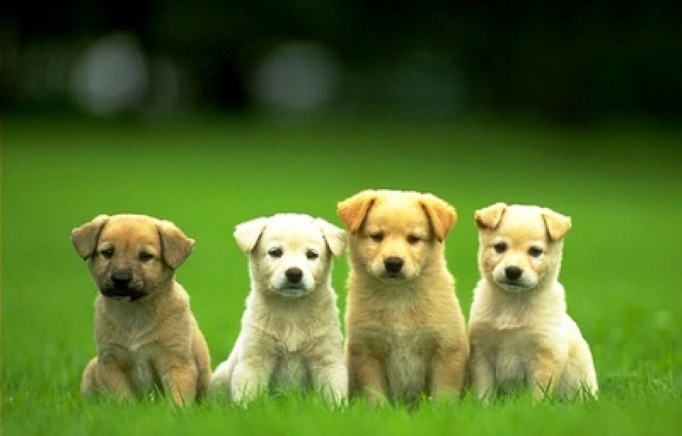 Pups
