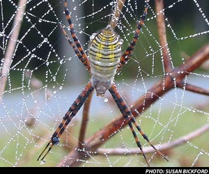 Spider photo by Sue Bickford