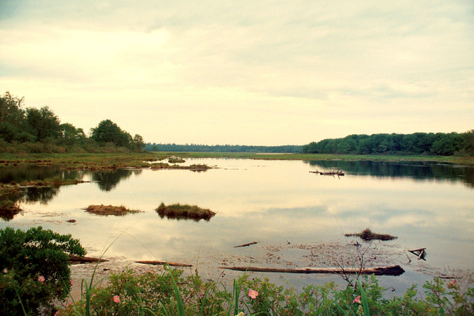 salt marsh