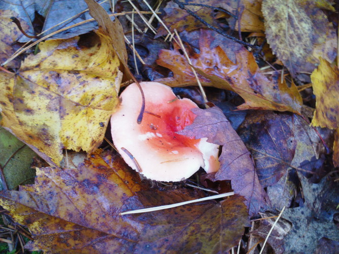 Mushroom 1