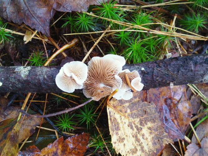 Mushroom 2