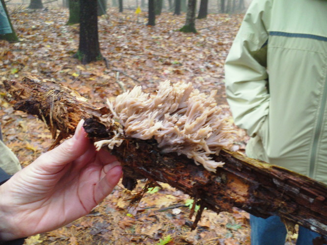 Coral mushroom