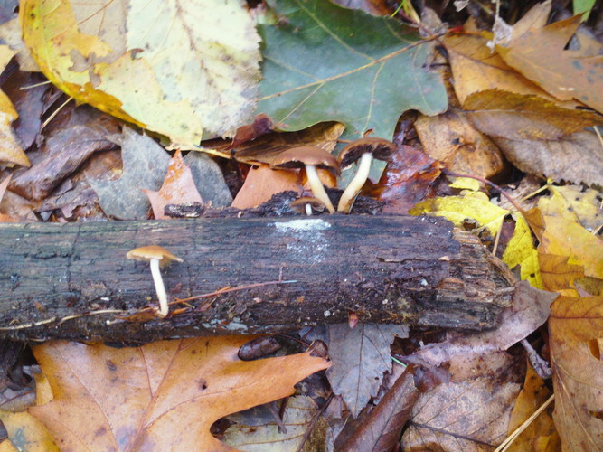 Mushrooms with caps