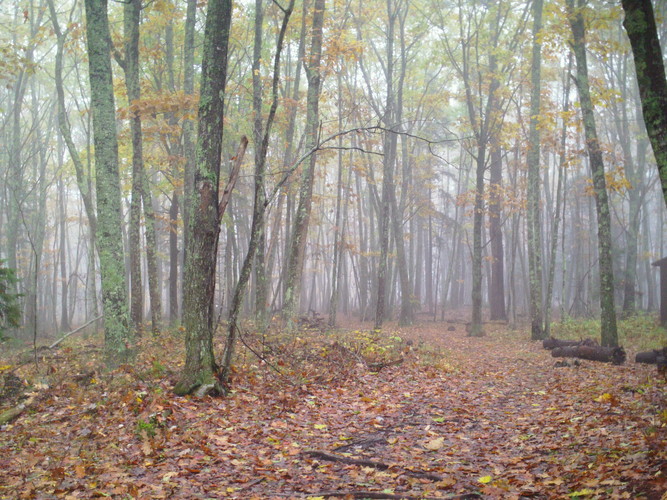 Foggy forest