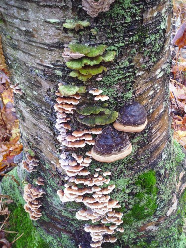 Fungi on tree