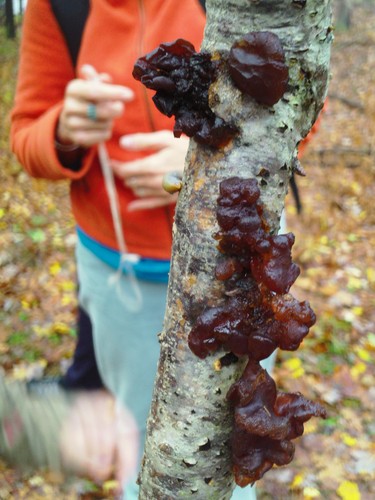 Licorice drops