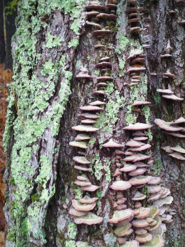 More lichens with fungi