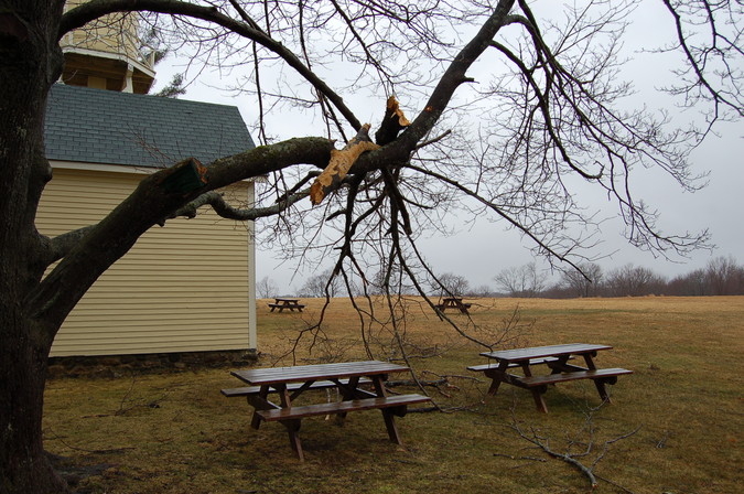 Tree damage after 2007 Patriot's Day storm