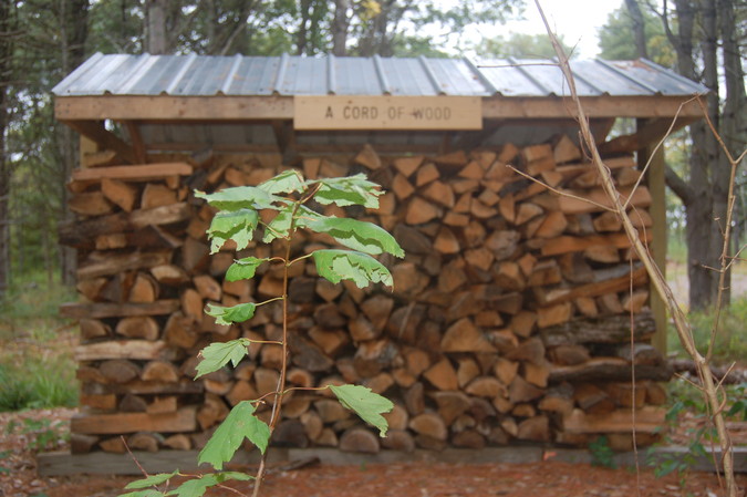 A demonstration cord of wood along the Yankee Woodlot trail