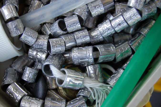Official bird bands in June Ficker's gear box