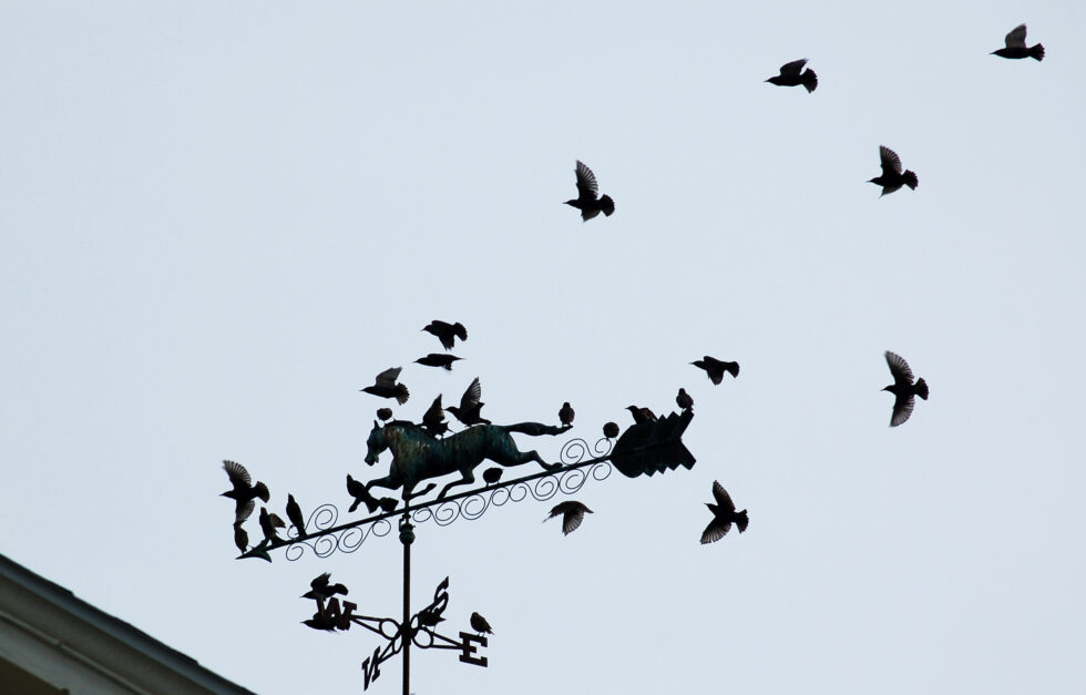 SAR 20210901 14 edit starlings weathervane