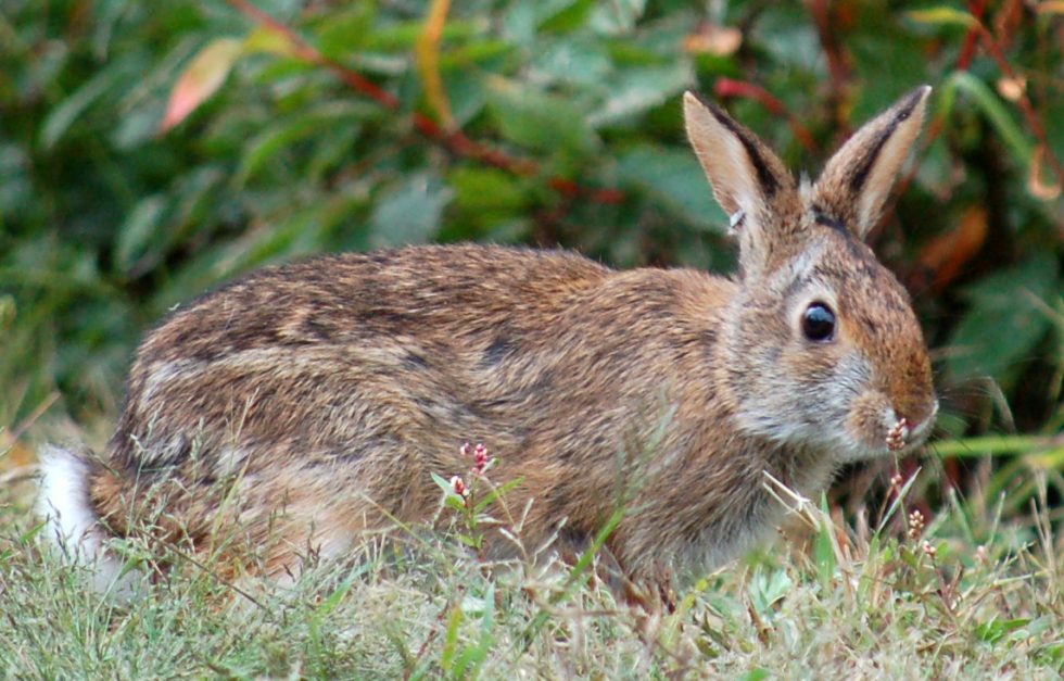 Sar 20210930 20 New England Cottontail Edit