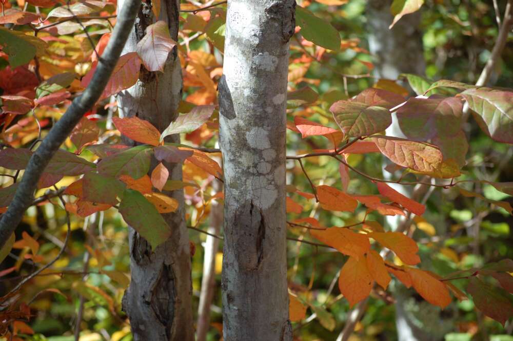 Leaves of black tupelo in fall.