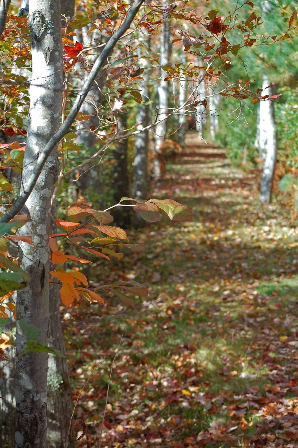 Muskie Trail in mid October.