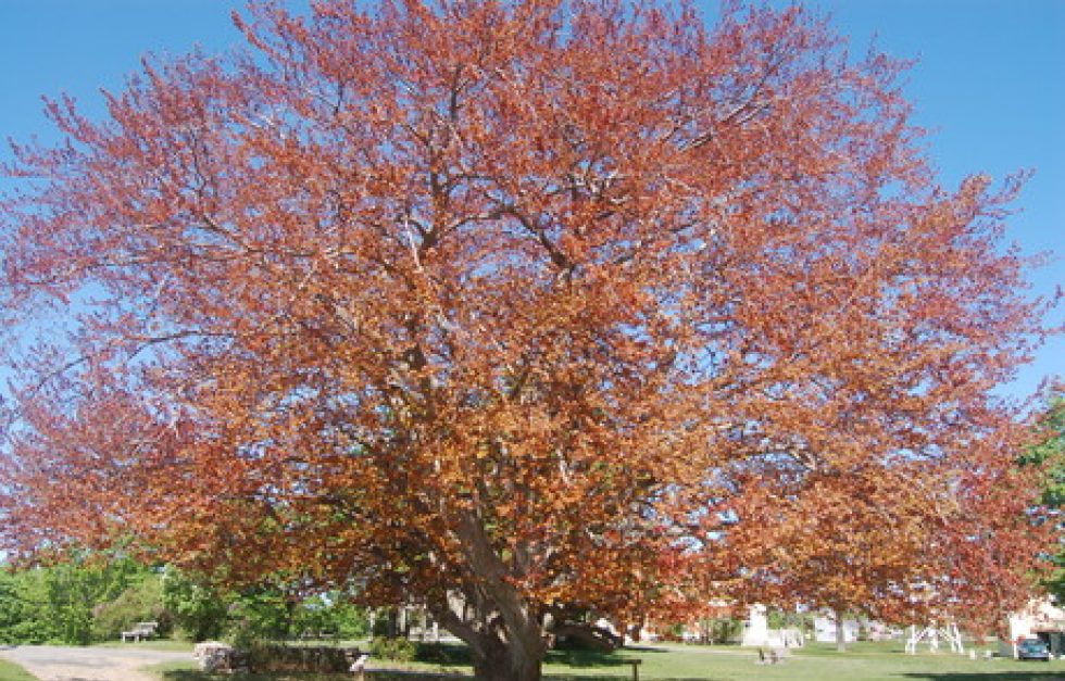 Copper Beech