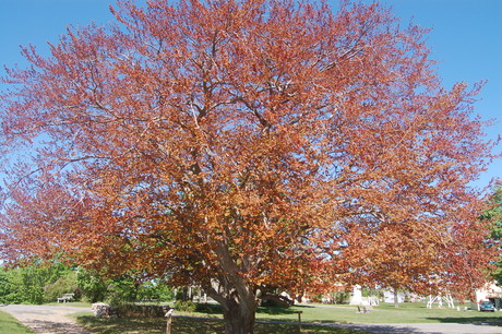 burning beech
