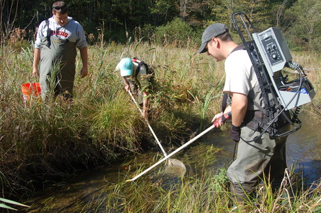 Using the electrofisher in Shoreys Brook