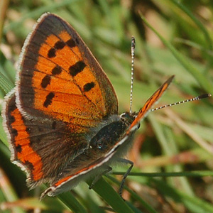 American Copper on the Knight Trail, June 8, 2012.