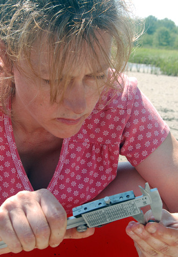 Dr. Jennifer Dijkstra measures a snail with calipers.