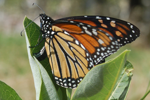 Monarch butterfly