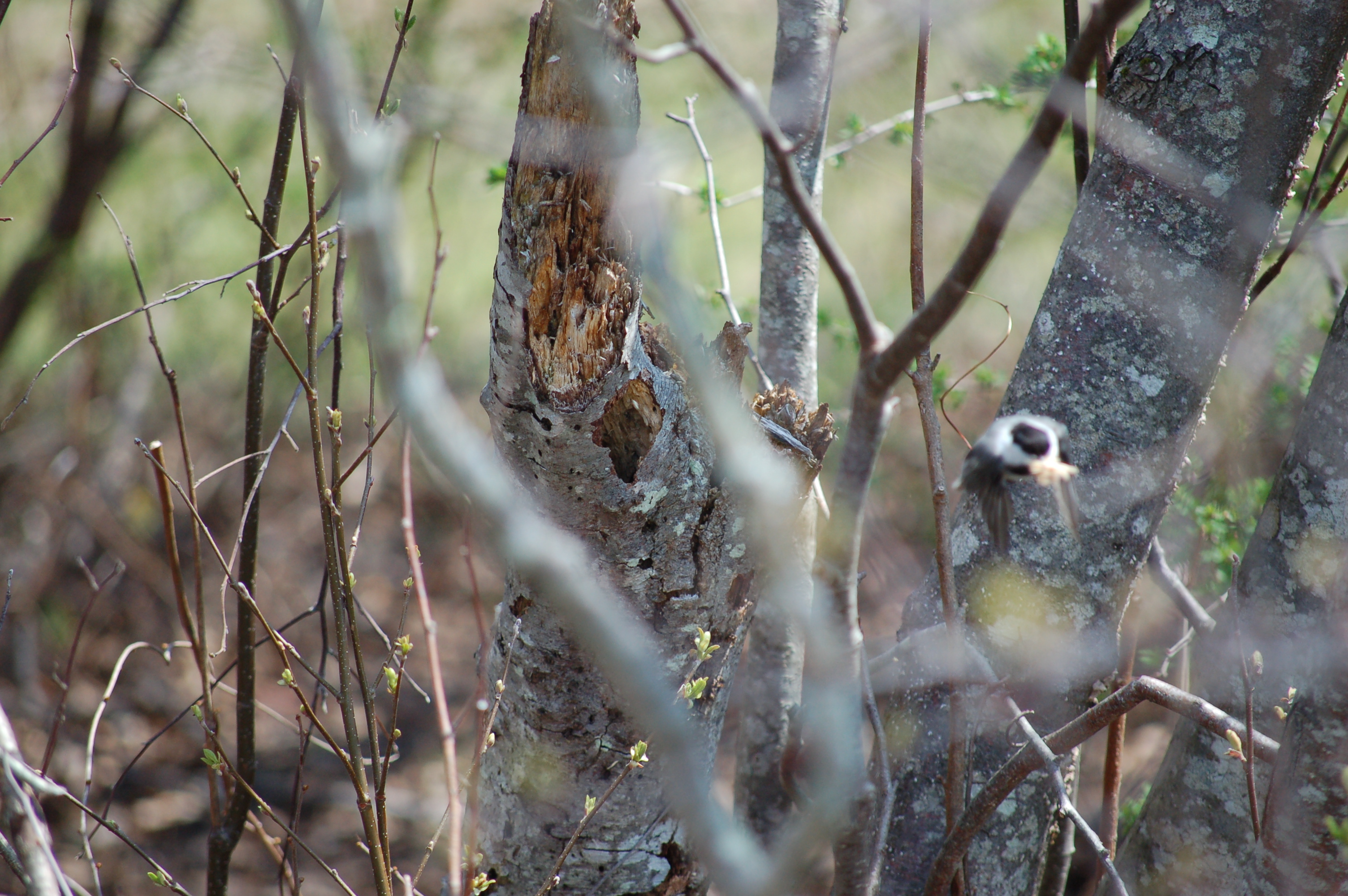 A black-capped chickadee carries sawdust away from a stump with a possible nesting cavity.
