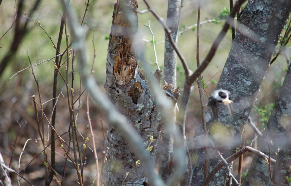 Sar 20180504 007 Chickadee