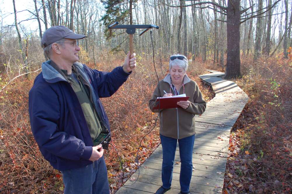 Volunteers track New England cottontails equipped with radio collars and released at the reserve. With a directional antenna and radio receiver, they can pinpoint a rabbits location and status. 