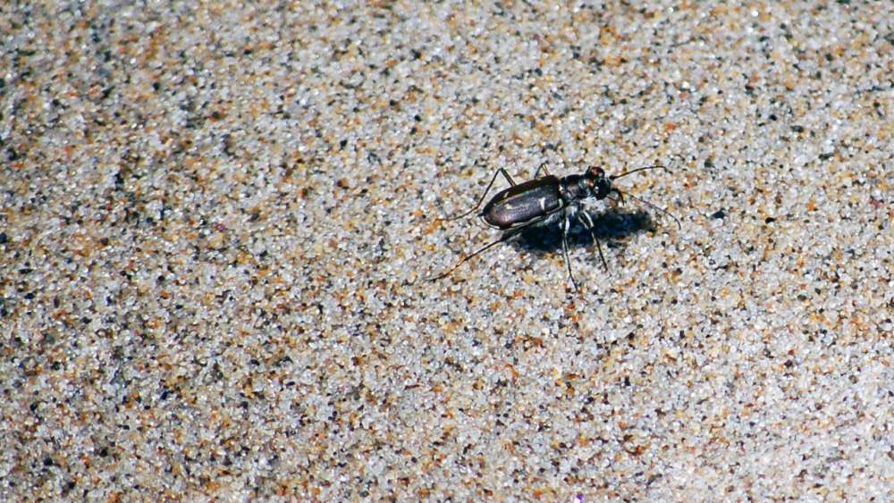 Hairy-necked Tiger Beetle on Laudholm Beach, July 19, 2019. Photo: Scott Richardson.