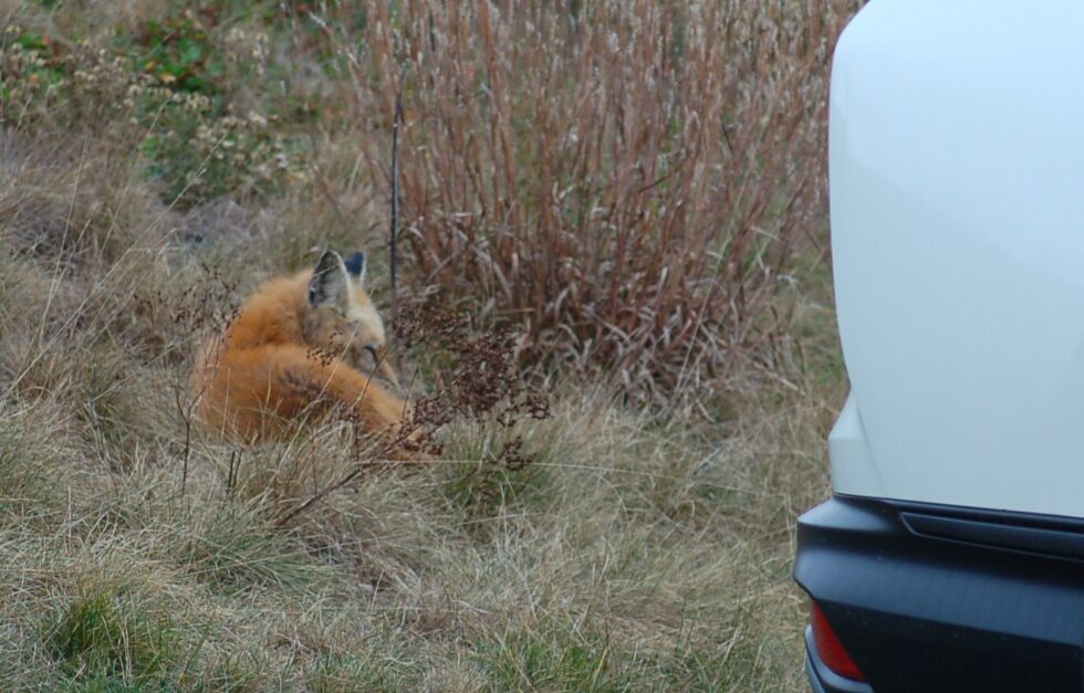 SAR-20231020-002crop-redfox
