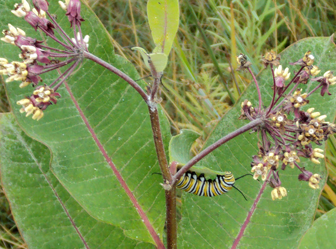 Monarch caterpillar on milkweed