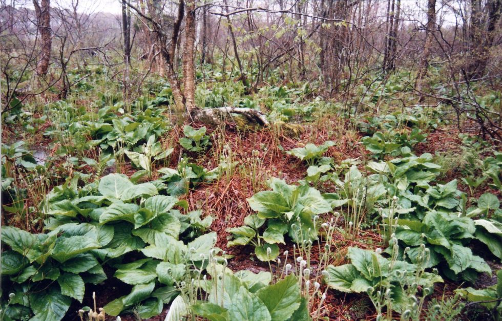Skunk Cabbage