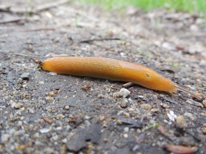 Slug