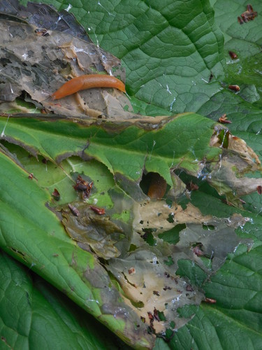 Slug Nest