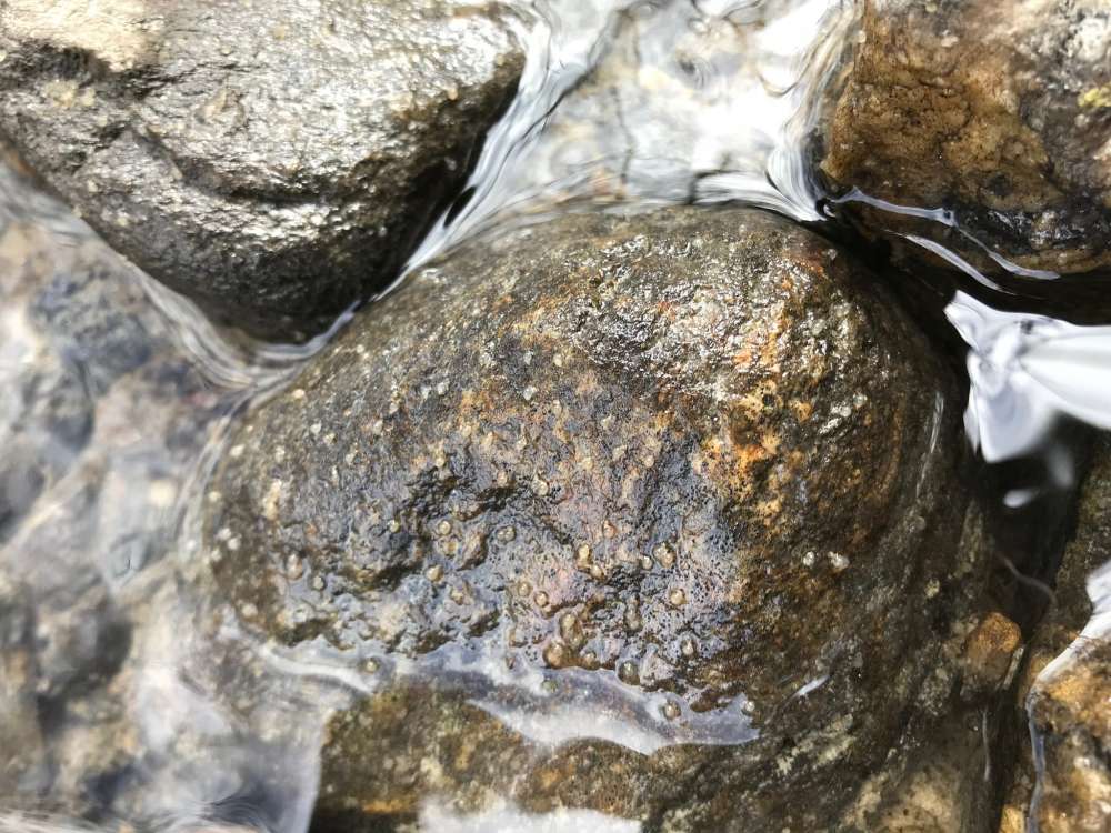 Rainbow smelt eggs cover the cobble and gravel upstream of an eDNA sampling site in Freeport.