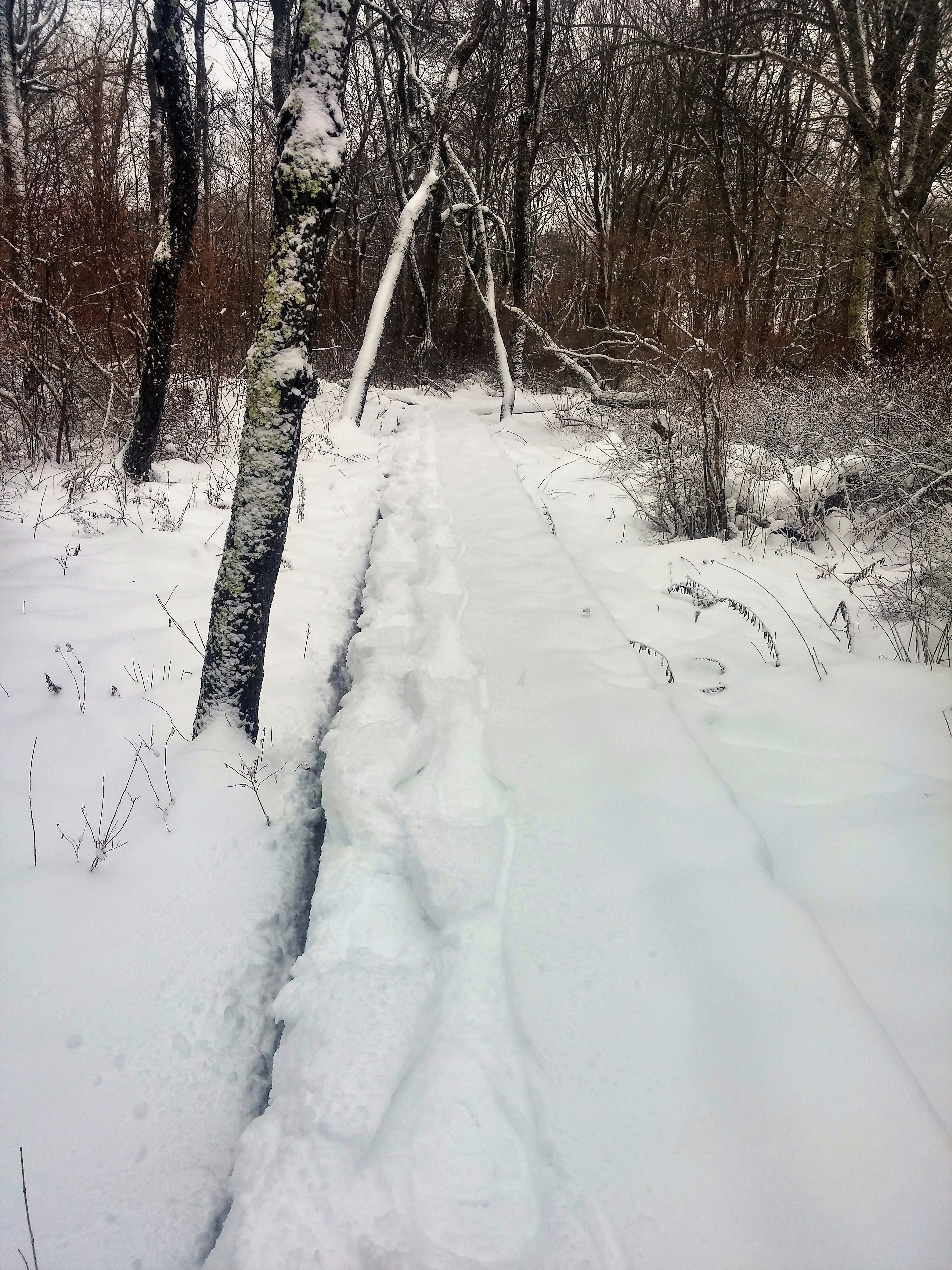 Considerate snowshoes on the Laird-Norton boardwalk. Photo by Lynne Benoit Vachon