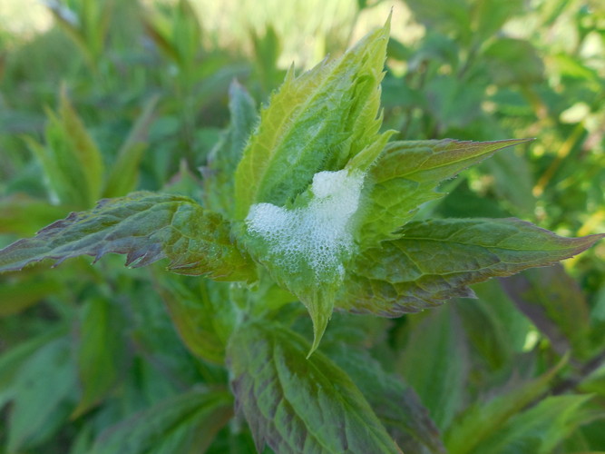 Spittlebug